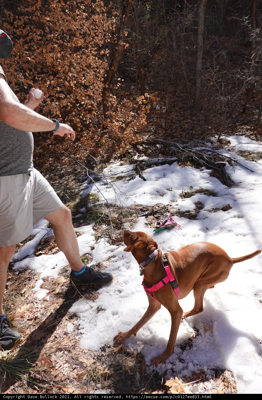 Playing Fetch in the Snow