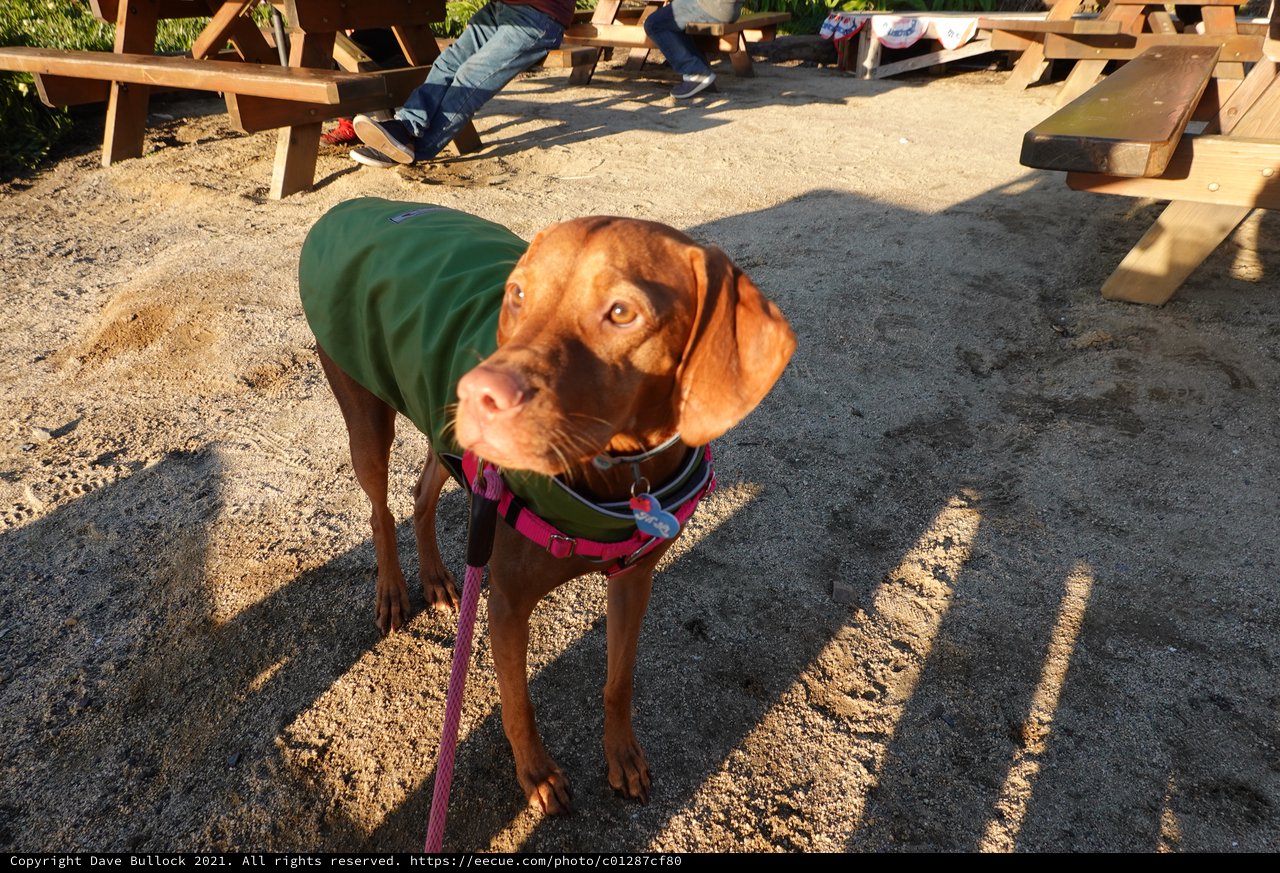 Chocolate Lab Wearing Green Vest at Construction Site