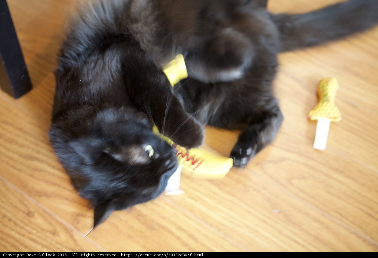 Playful Black Cat on Hardwood Floor