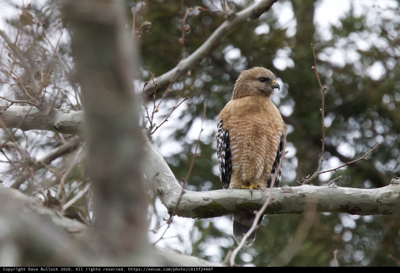 Red-shouldered Hawk Perched on Winter Branch