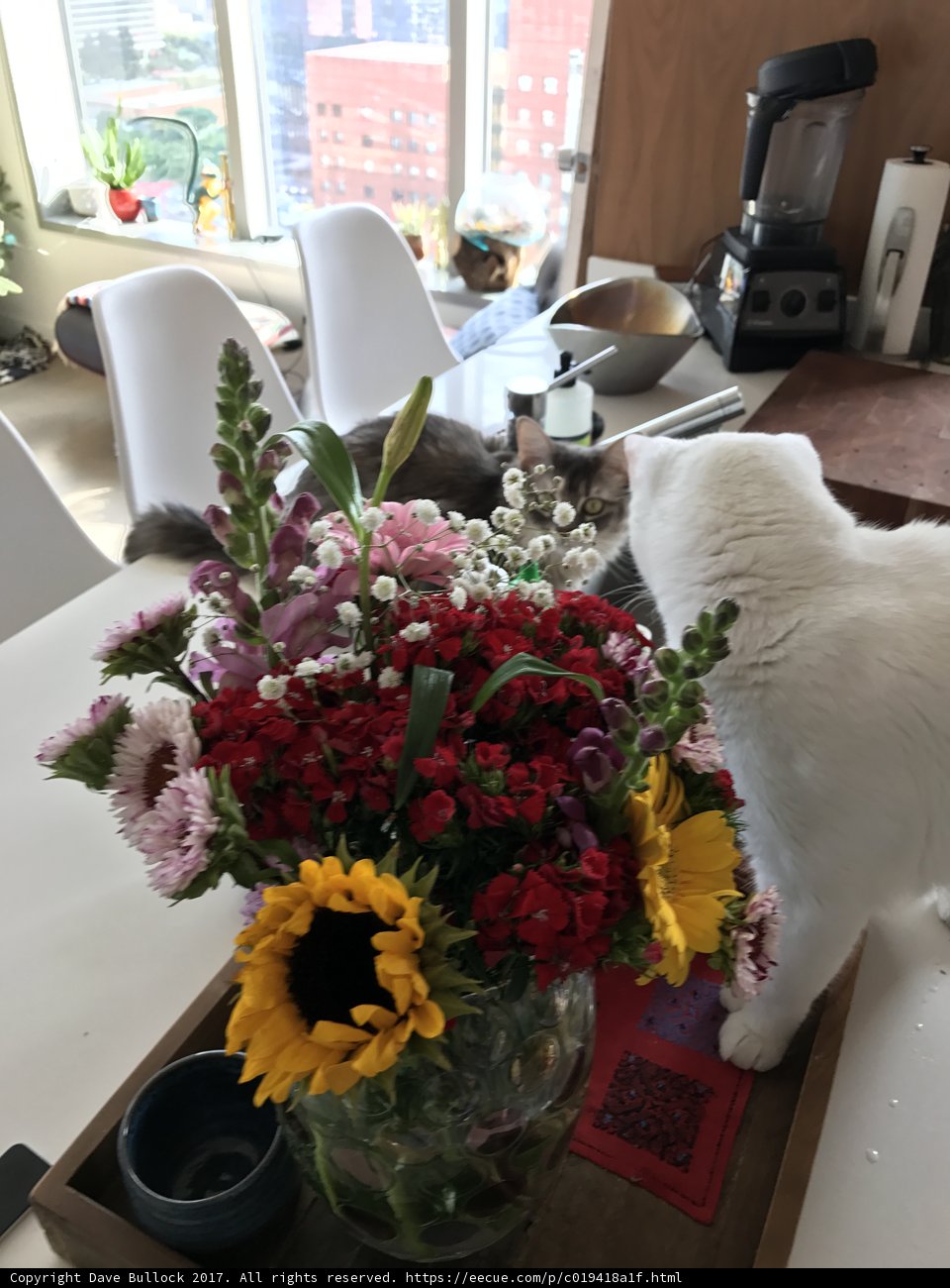 Feline Art Critic