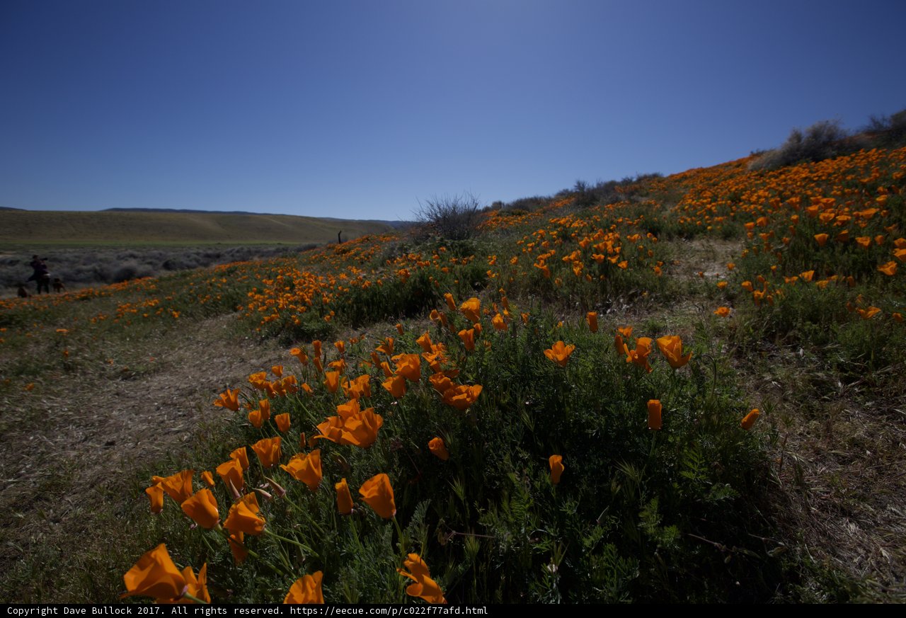Burst of Orange in the Desert