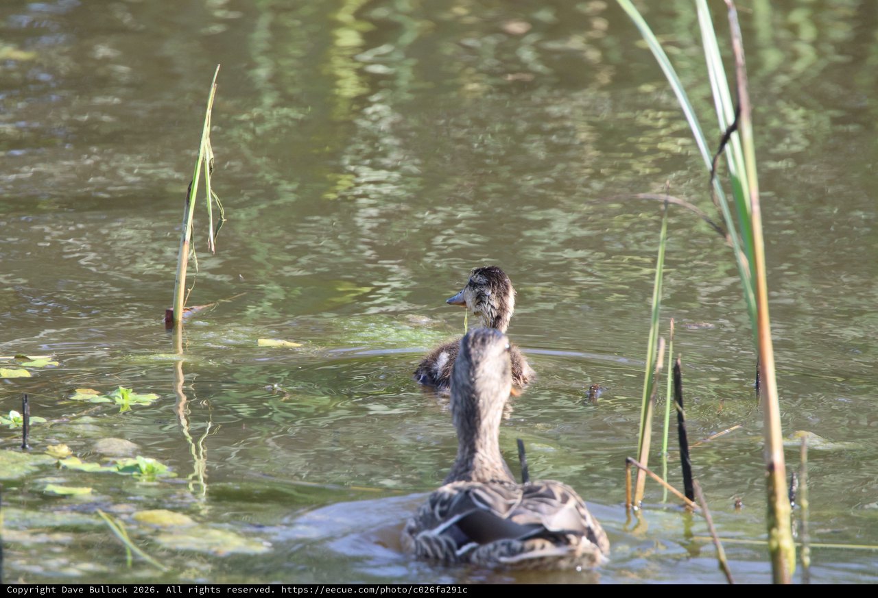 Young Grebe Swimming in Wetland Habitat
