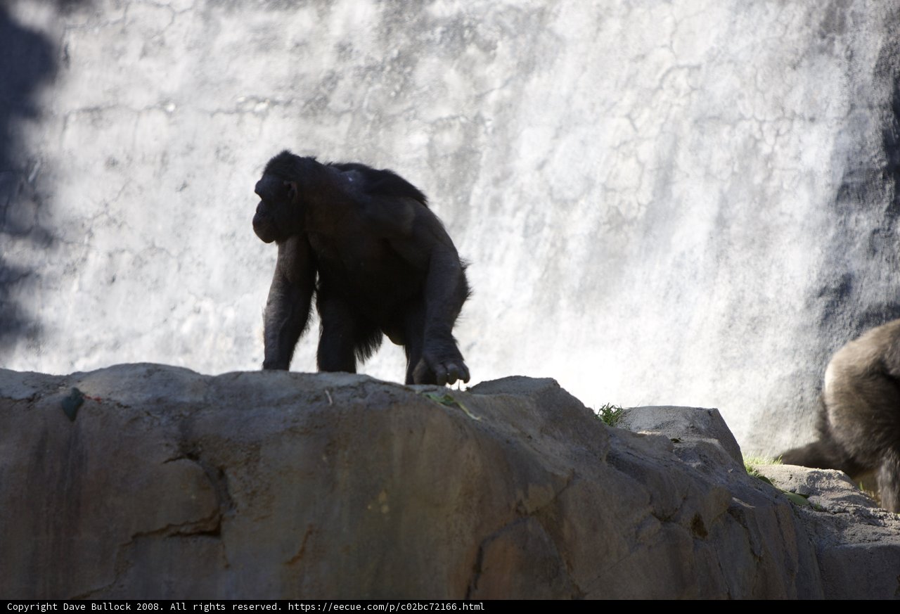 Chimpanzees exploring rocky terrain