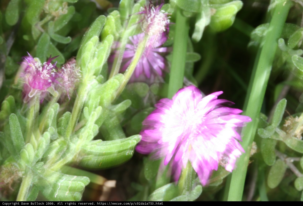 Purple Daisy in Full Bloom
