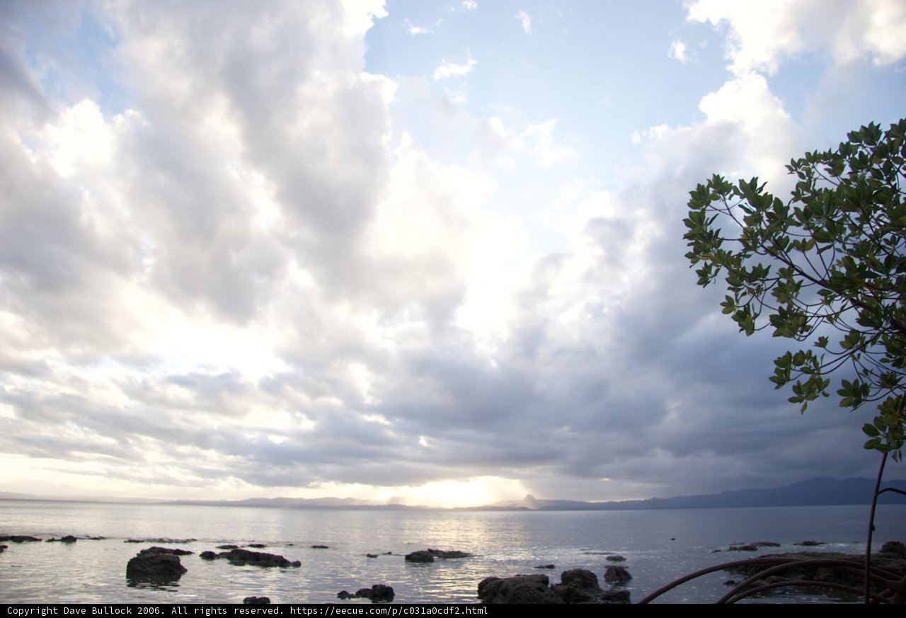 Serene Shoreline Tree