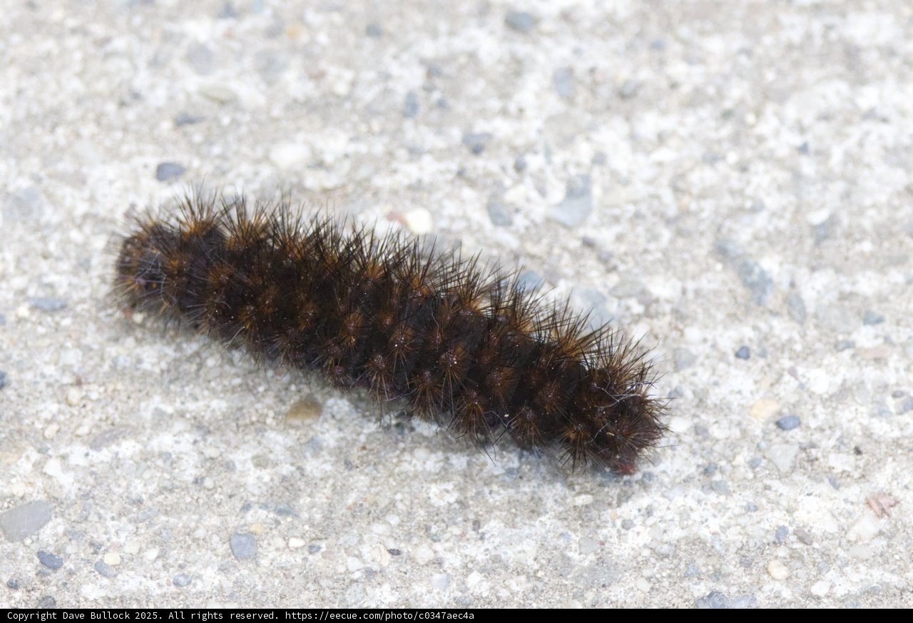Fuzzy Wanderer at Palo Corona