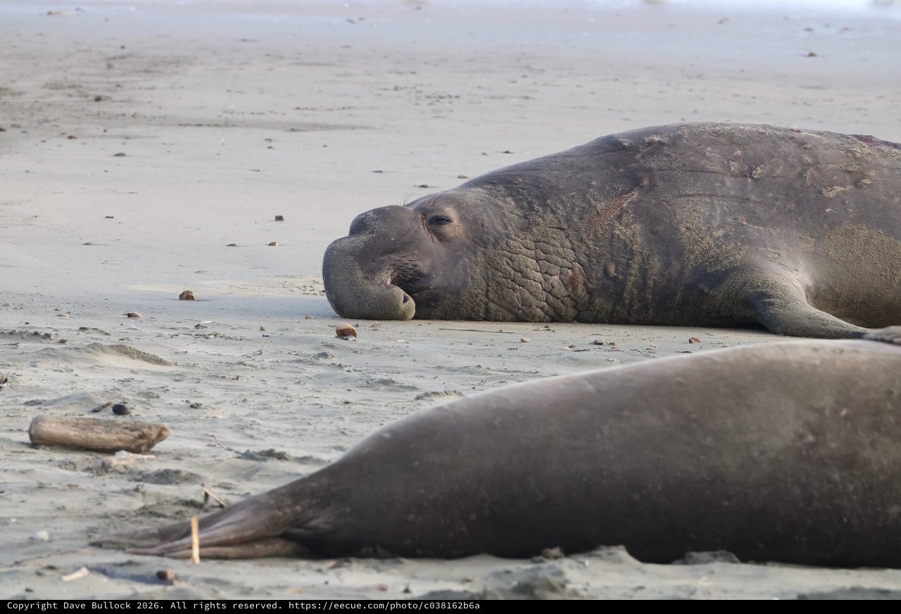 Elephant Seals Resting on Sandy Beach at Drakes Beach