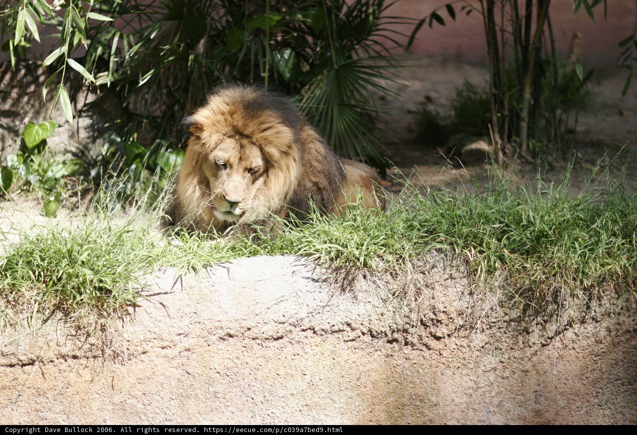 King of the Jungle