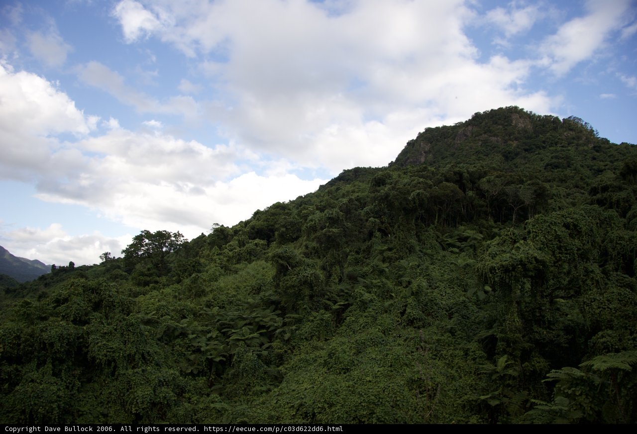 Majestic Mountain Amidst Verdant Forest