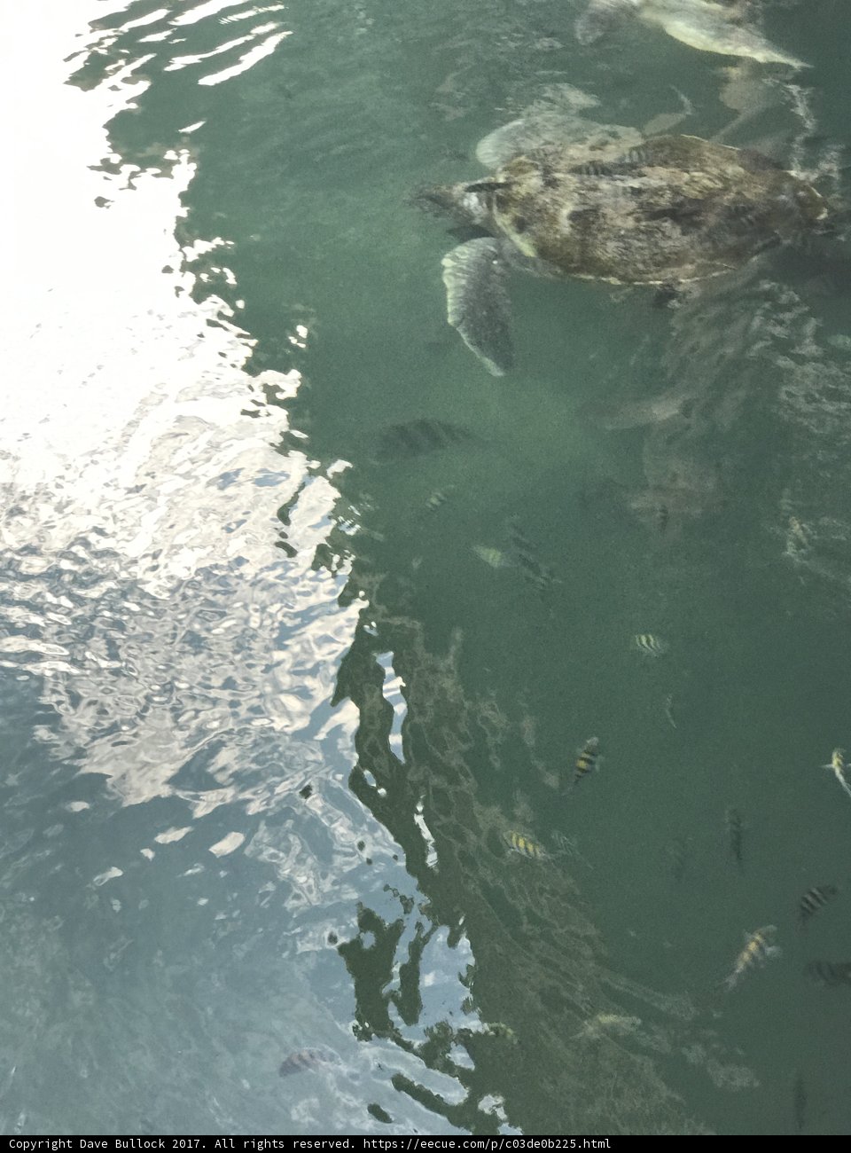 Majestic Turtle Swimming with Fish
