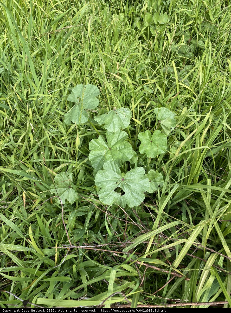 Verdant Clover in Golden Gate Park