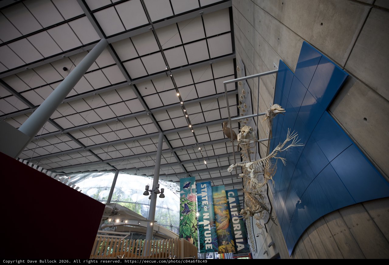 Suspended Sloth Skeleton Display in Modern Museum Atrium