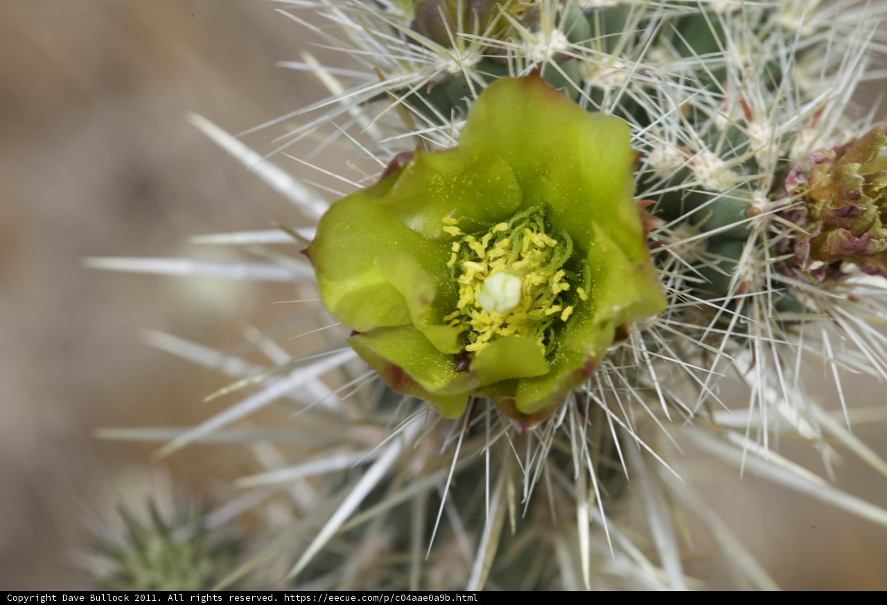Vibrant Cactus Flower
