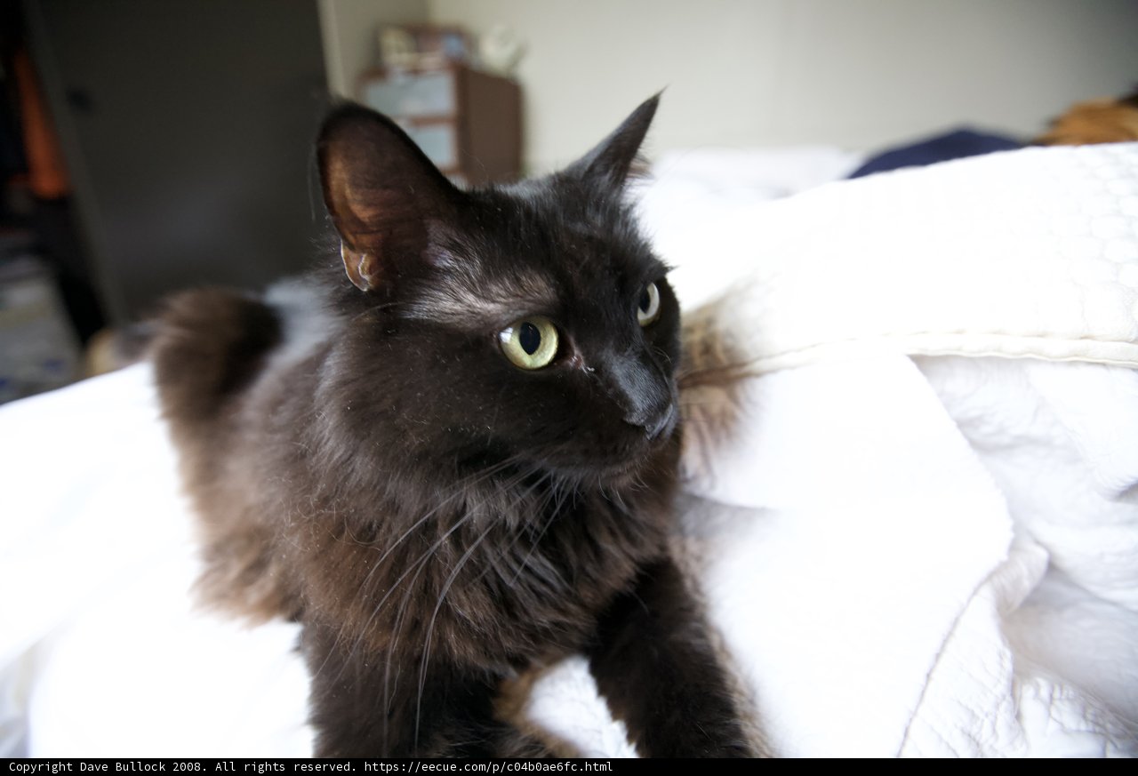 The Regal Black Cat