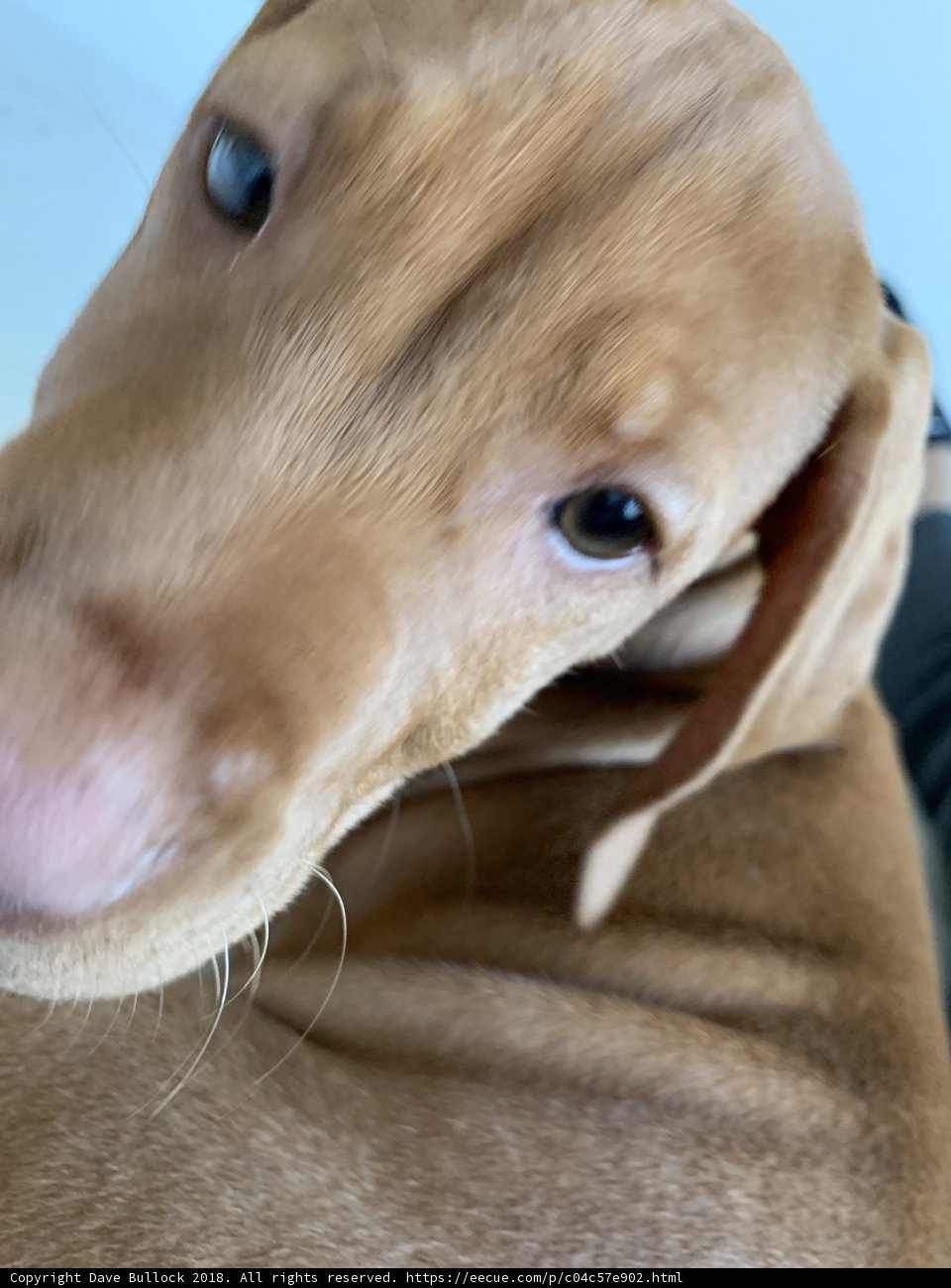 Majestic Hound