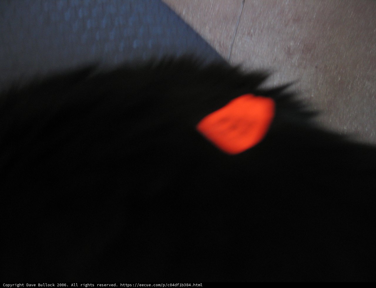 Black Cat with a Mysterious Dot