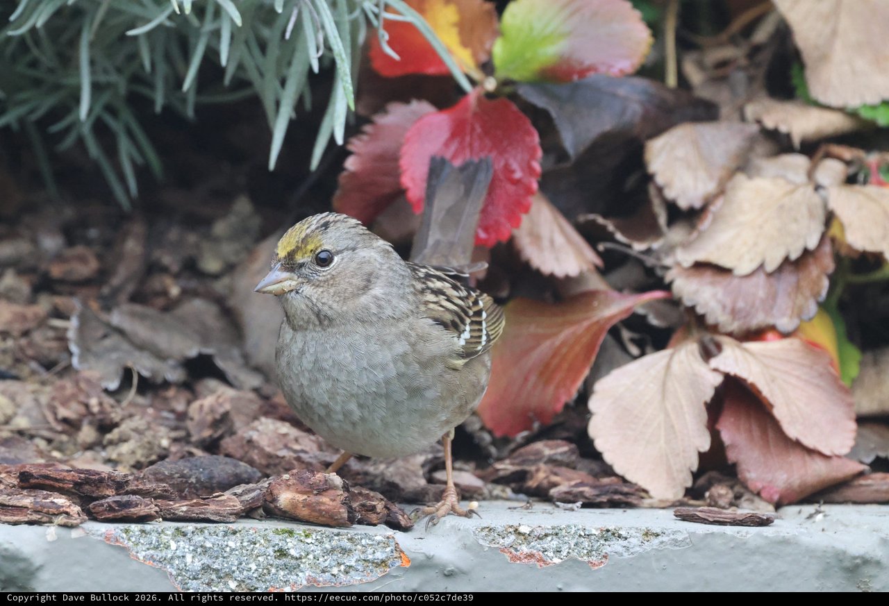 Golden-Crowned Sparrow Among Autumn Leaves in Backyard