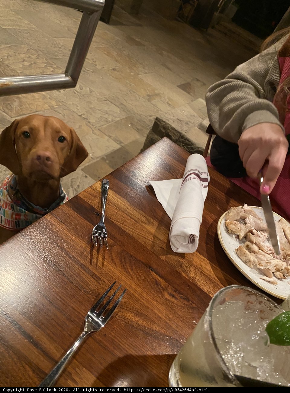 Fine Dining with Fido