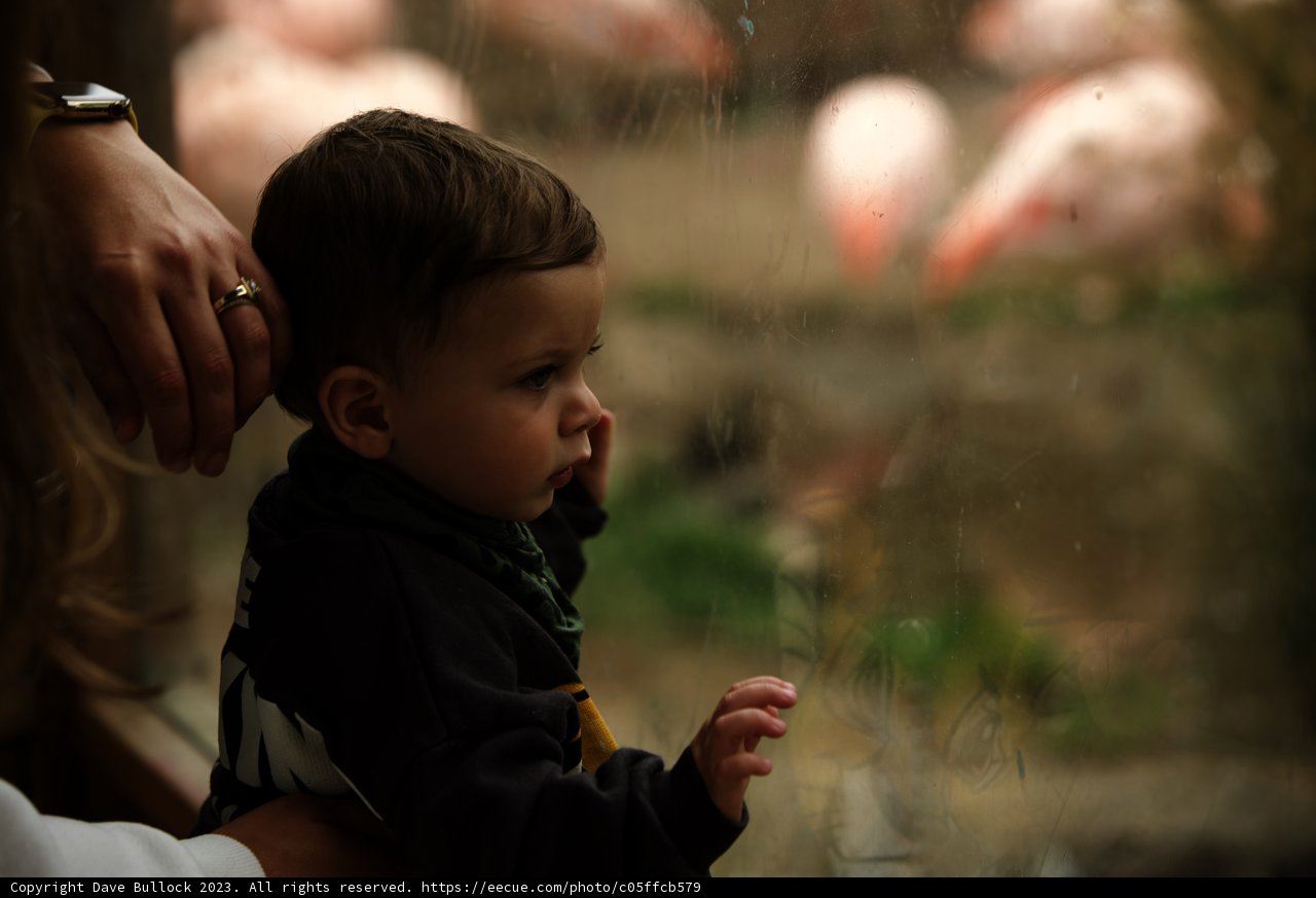 Tender Moments: A Day at the SF Zoo