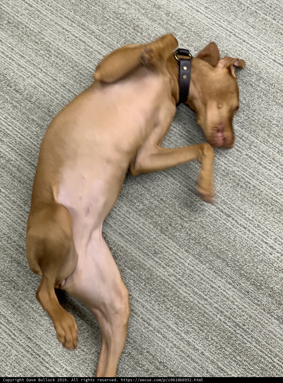 Dreaming Pup