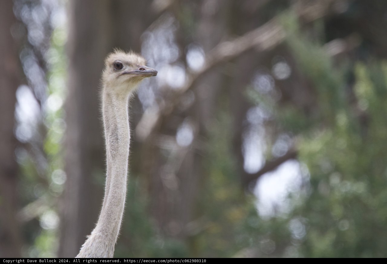 Majestic Ostrich at SF Zoo