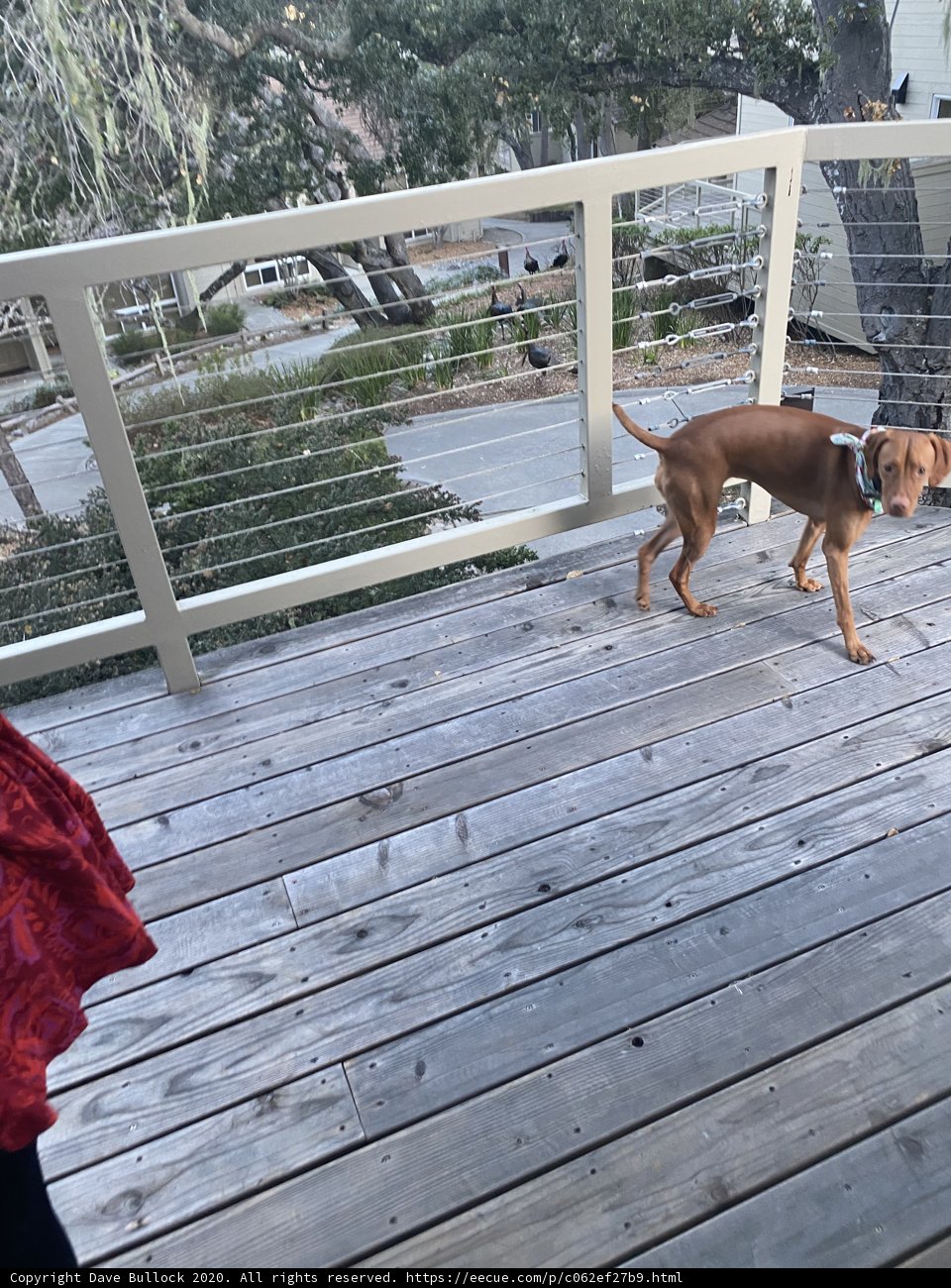 Sheltered Puppy on a Wooden Deck in Carmel