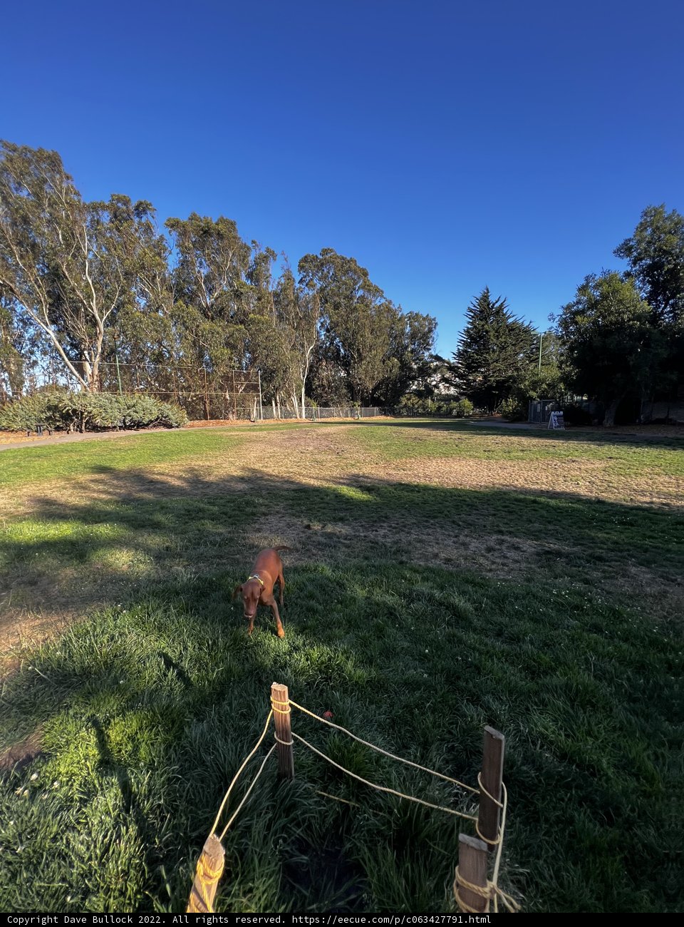 The Serene Pooch in the Meadow
