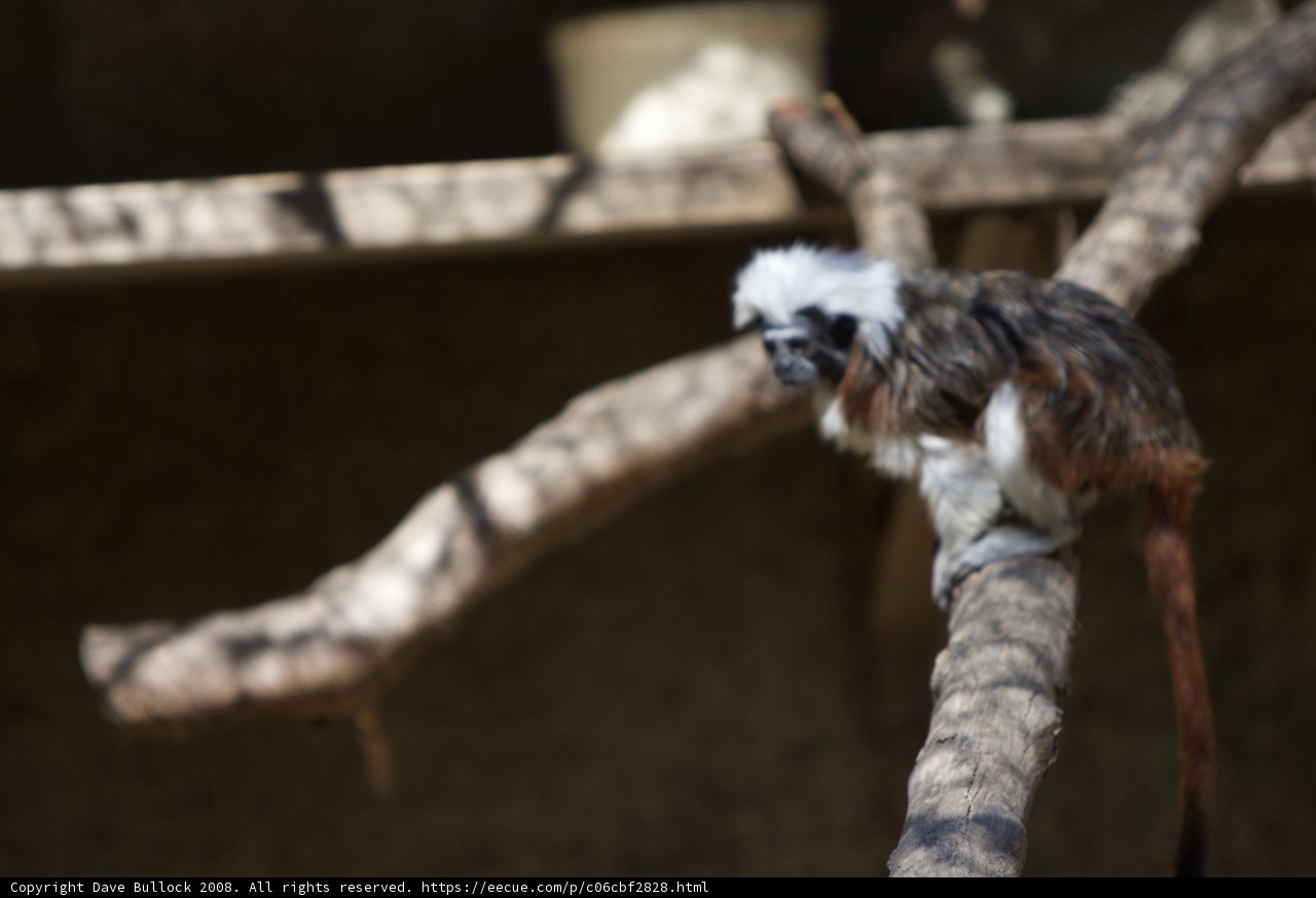 Monkey Business