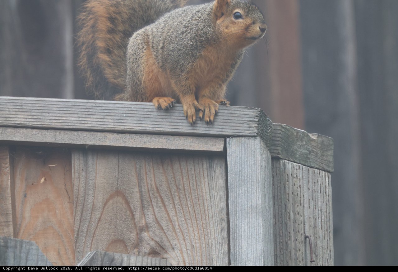 Fox Squirrel Perched Alert on Weathered Wooden Fence
