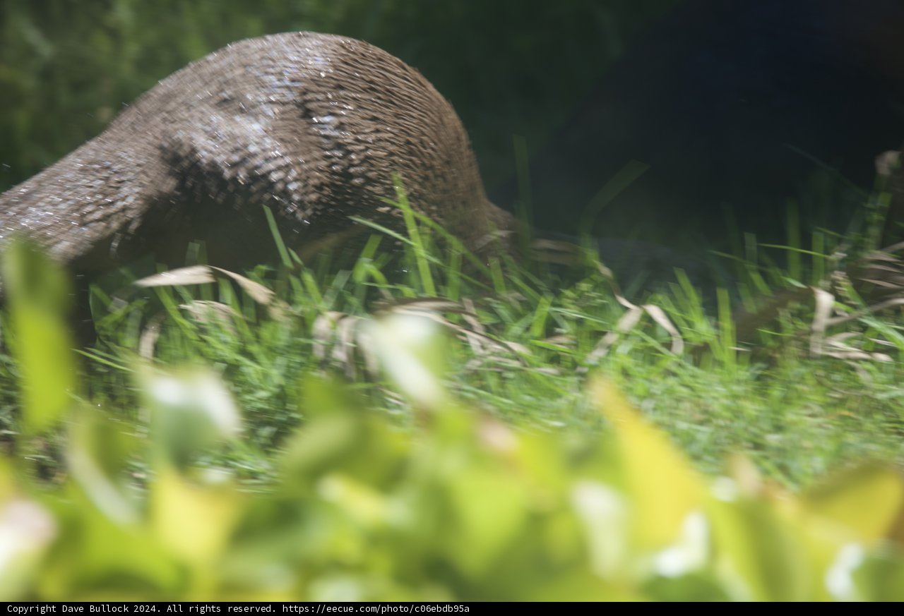 Otter in the Grass
