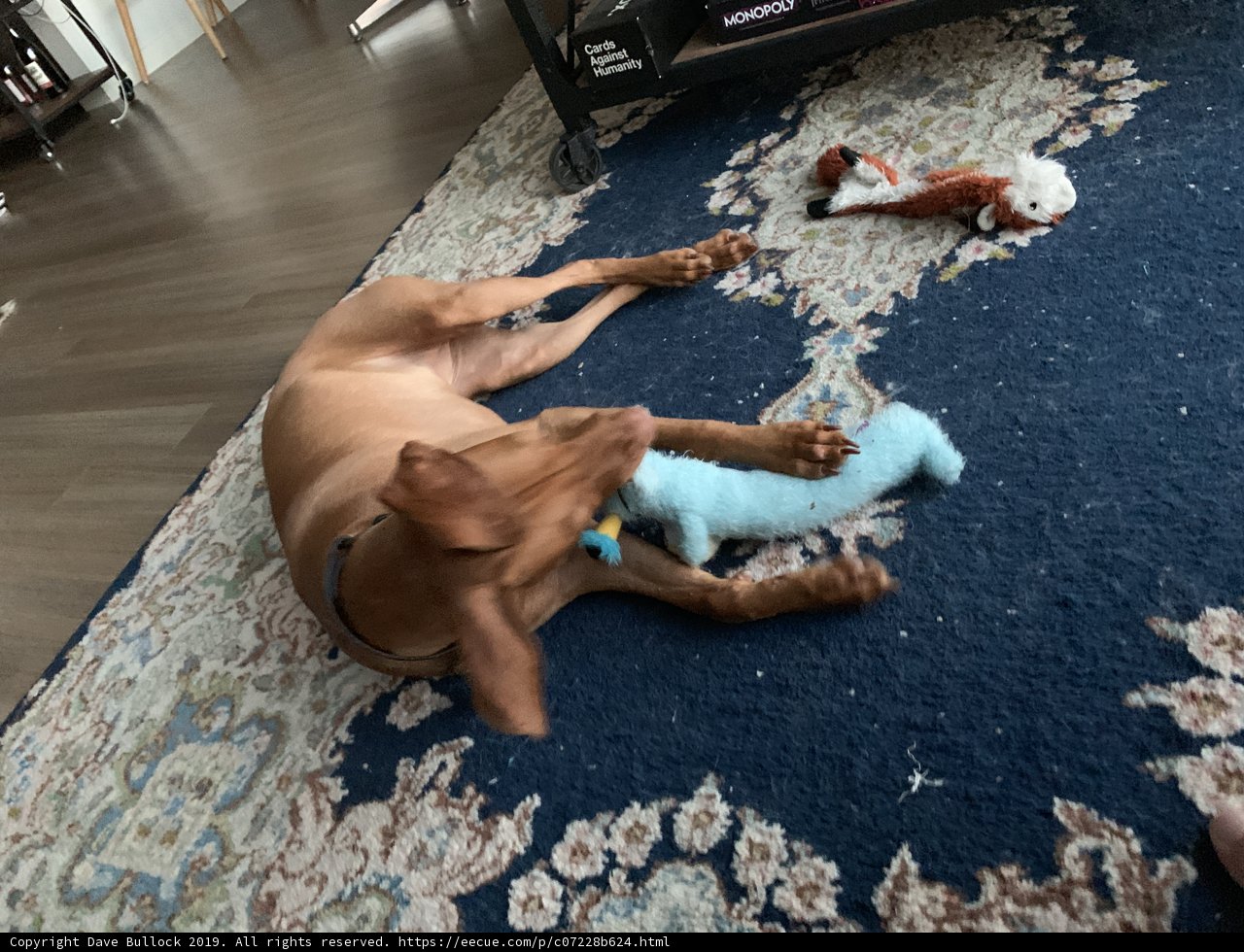 Paws and Play on Hardwood Floors