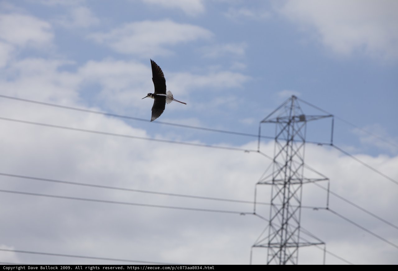 Flight amidst the Electric Grid