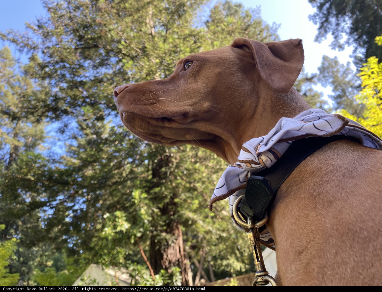 Collared Canine Gazing at the California Sky