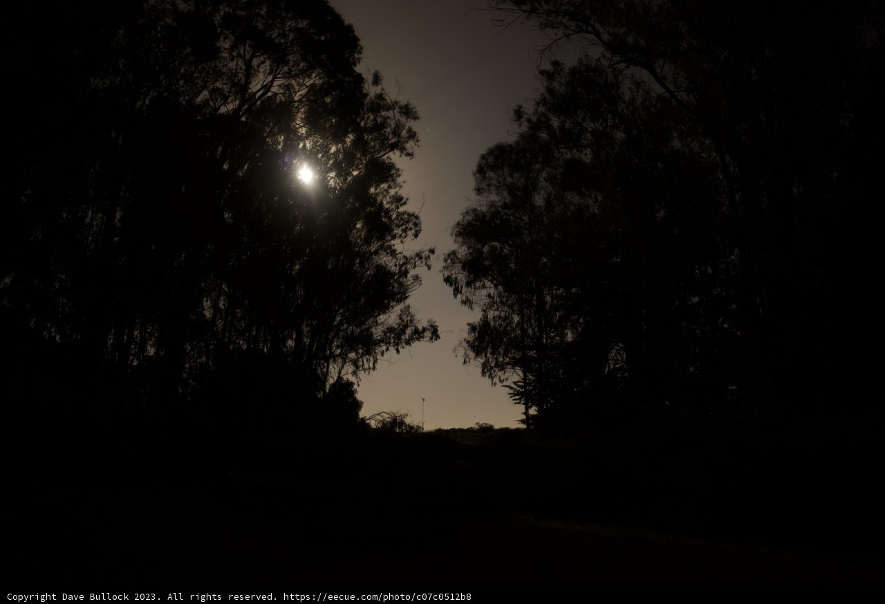 Lunar Brilliance Amid Presidio Pines