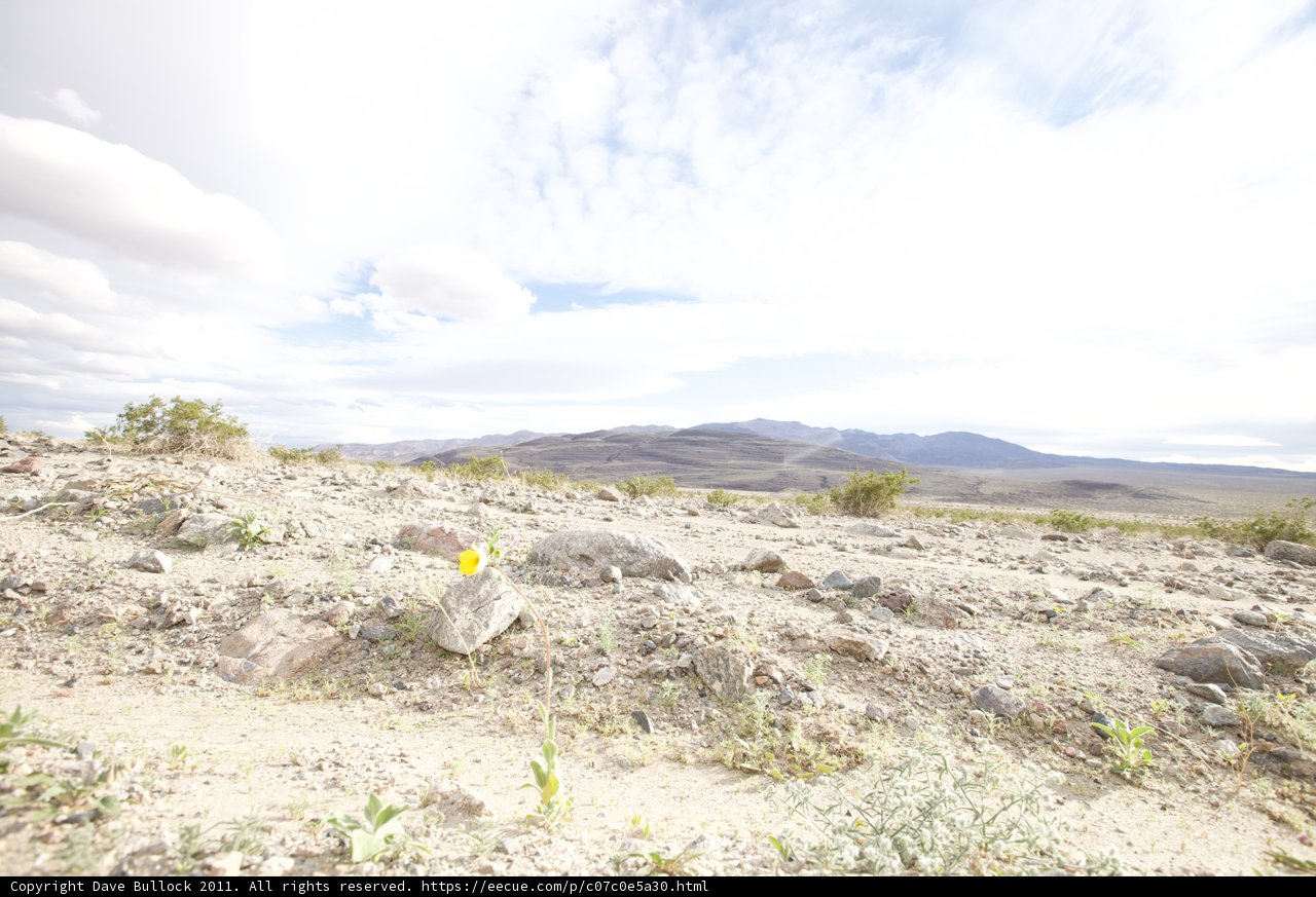 Lone Bloom in Rocky Terrain
