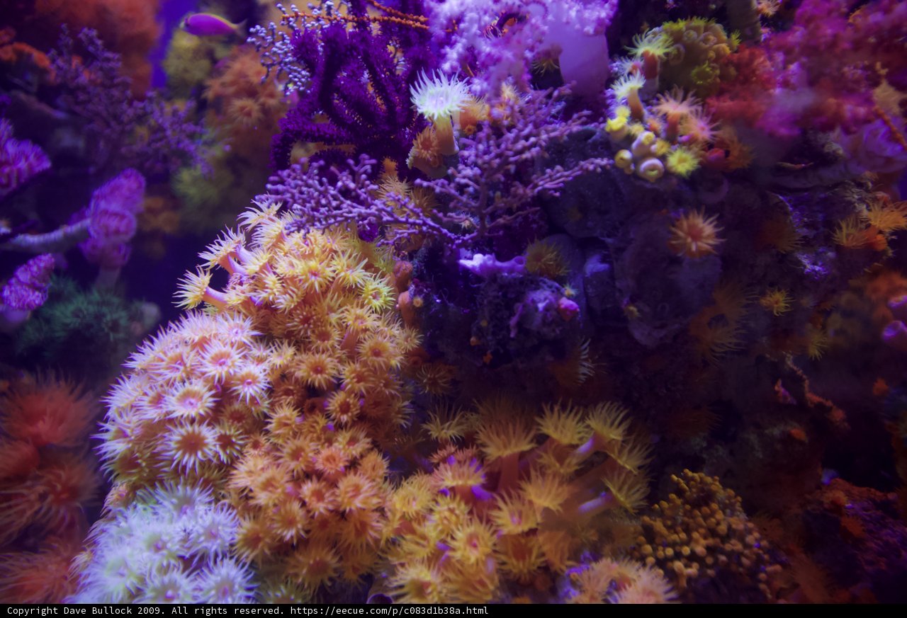 Vibrant coral reef full of life