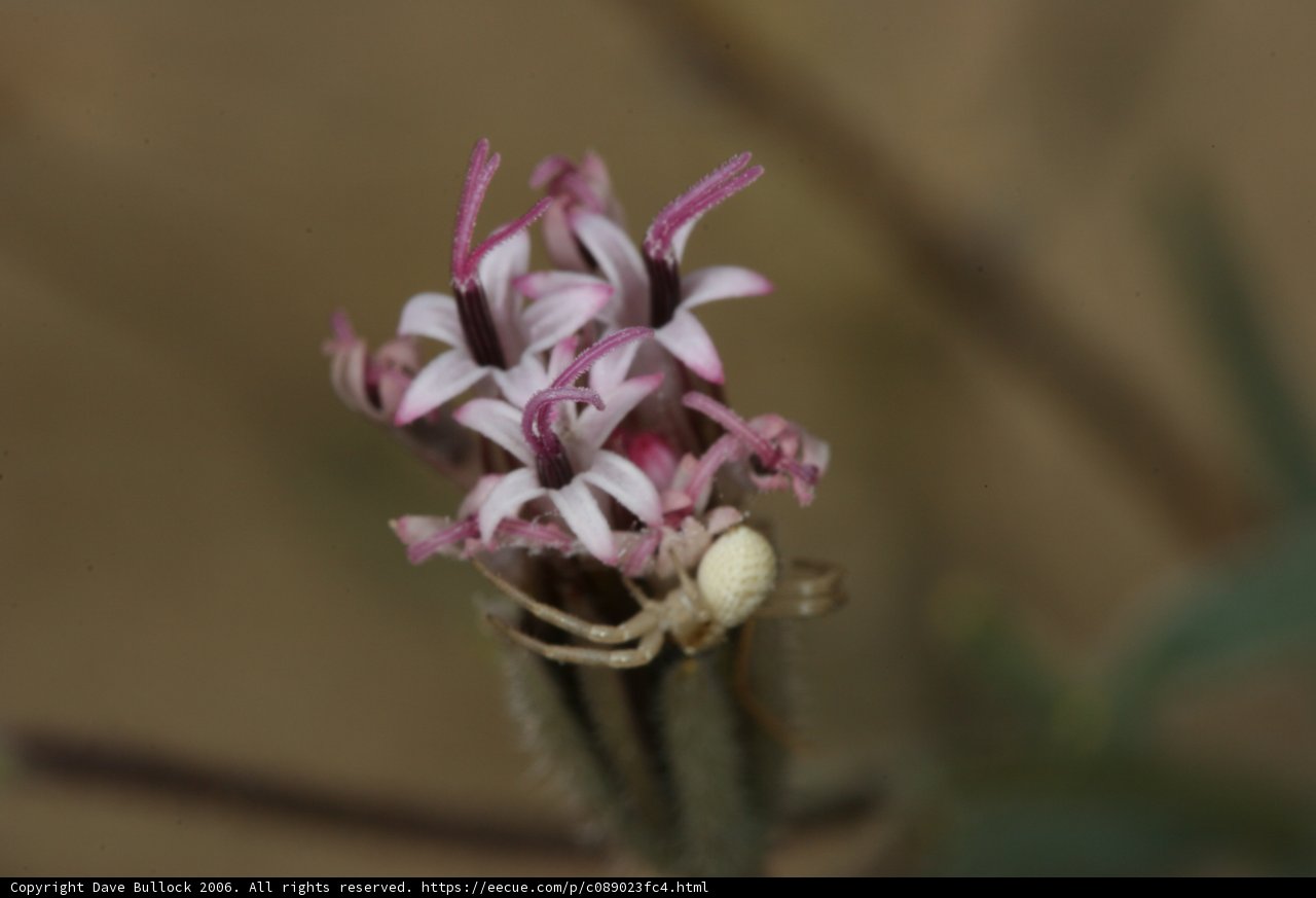 Arachnid on Amaryllidaceae