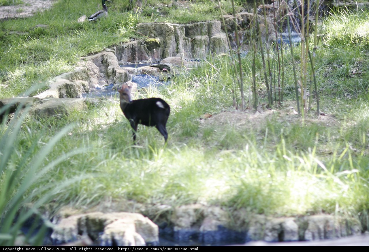 Majestic Black Goat by the Pond