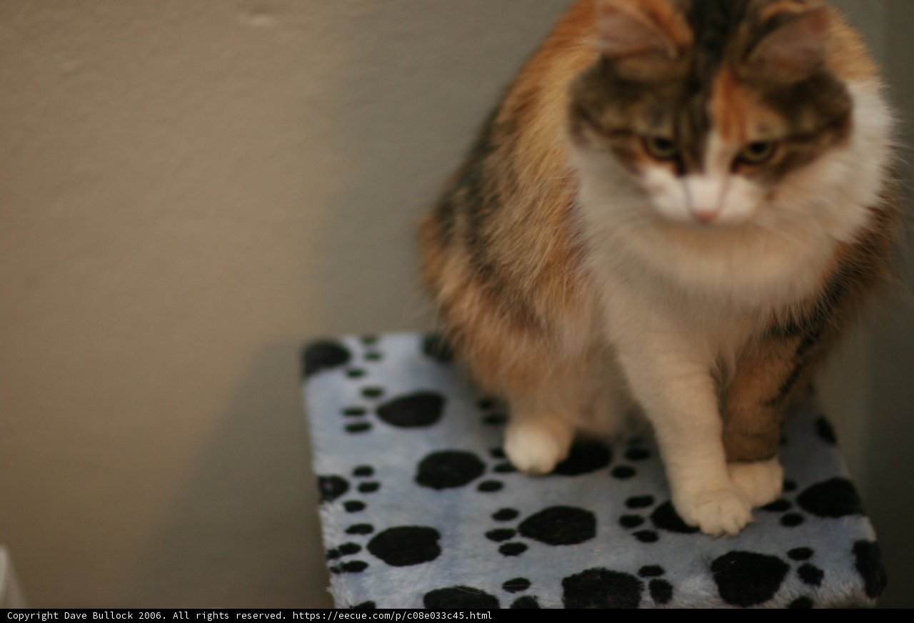 Calico Cat Comfort