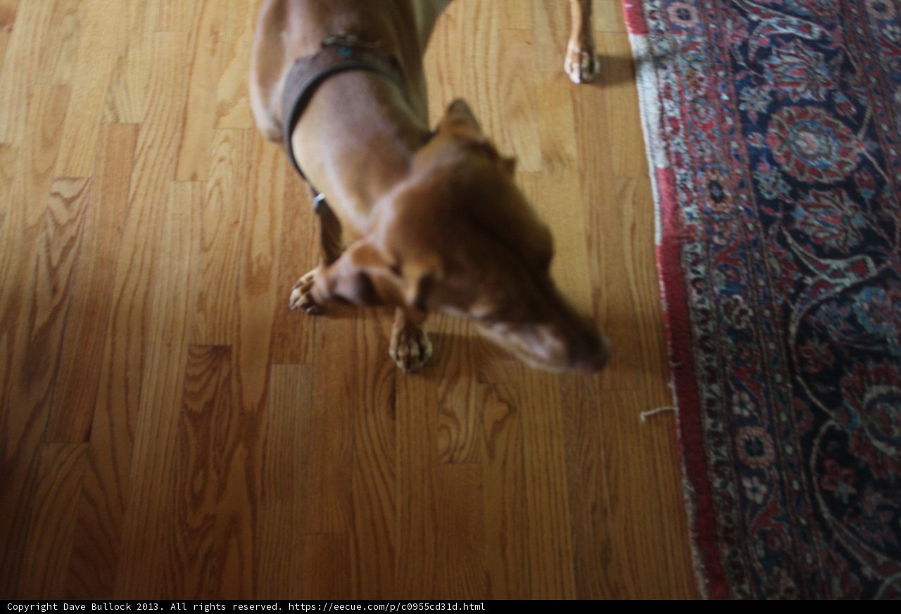 Canine on Hardwood Floor