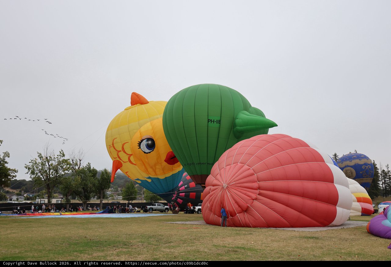 Colorful Novelty Balloons Inflate at Sonoma County Classic