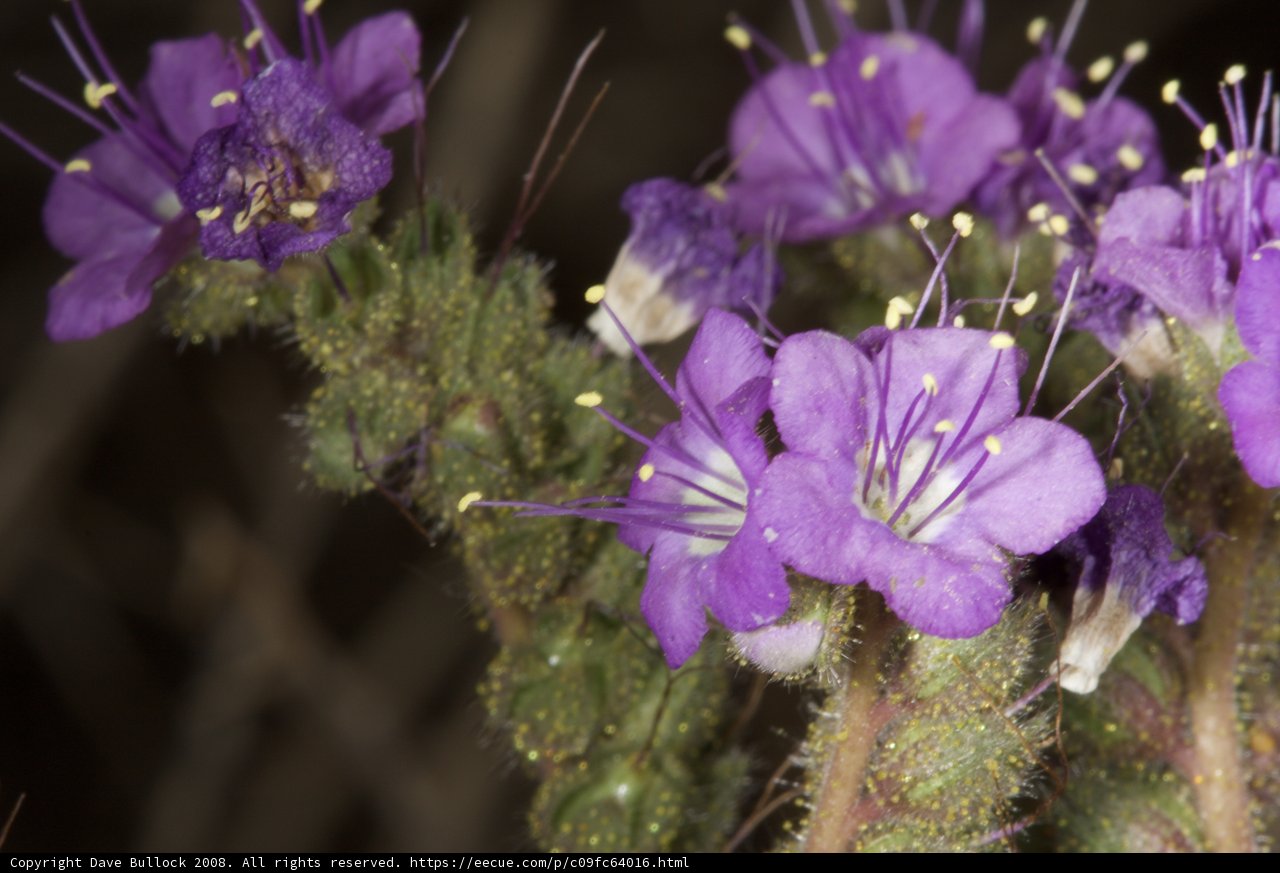 Purple Geraniums in the Desert