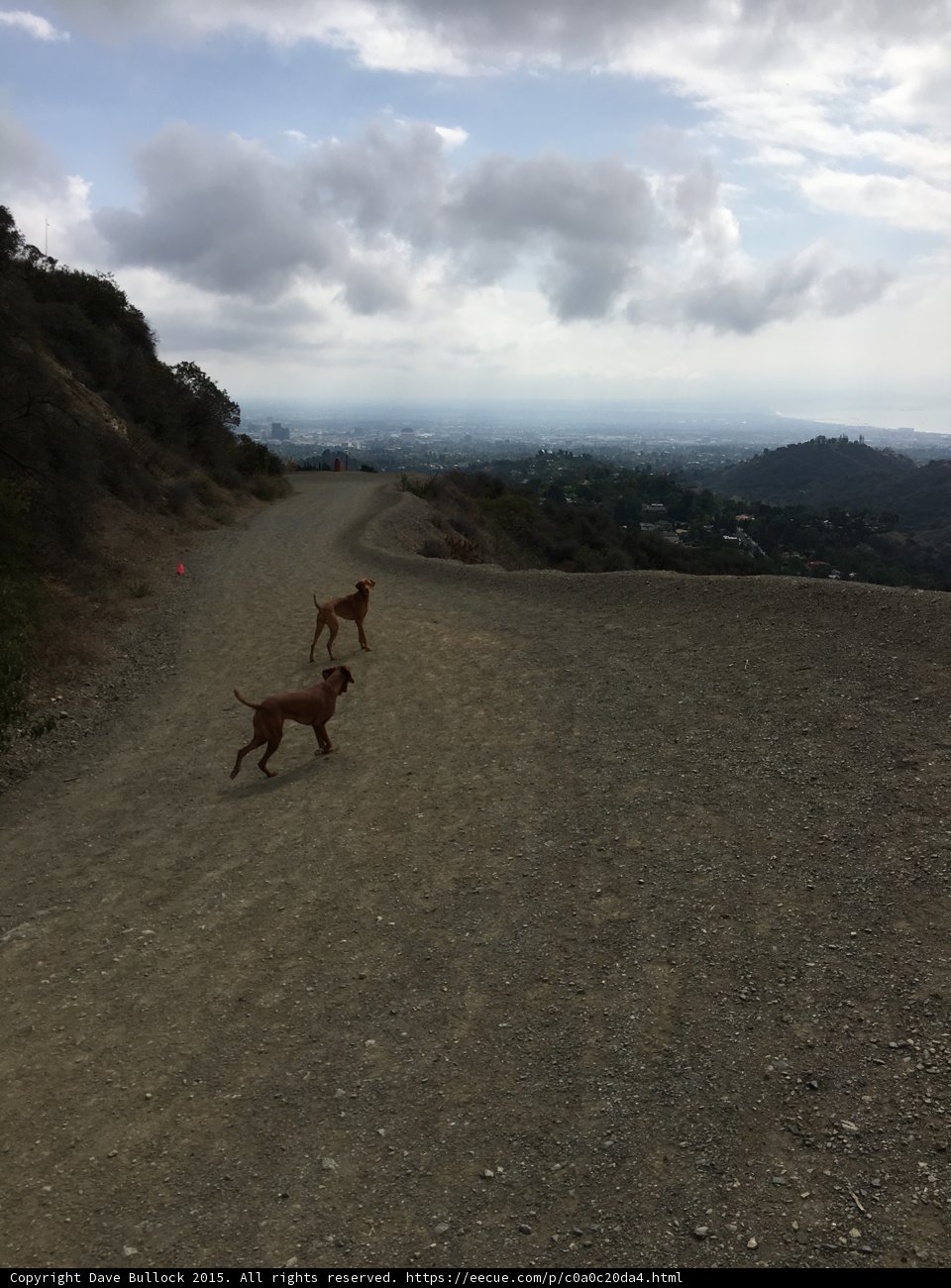 Two Canine Companions on a Gravel Road