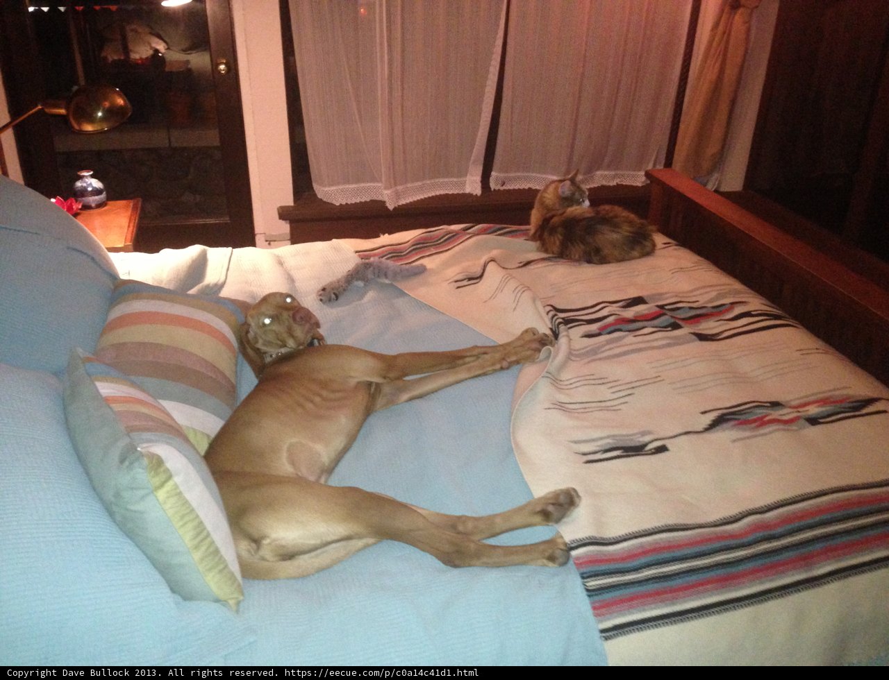 Furry Friends Napping Together