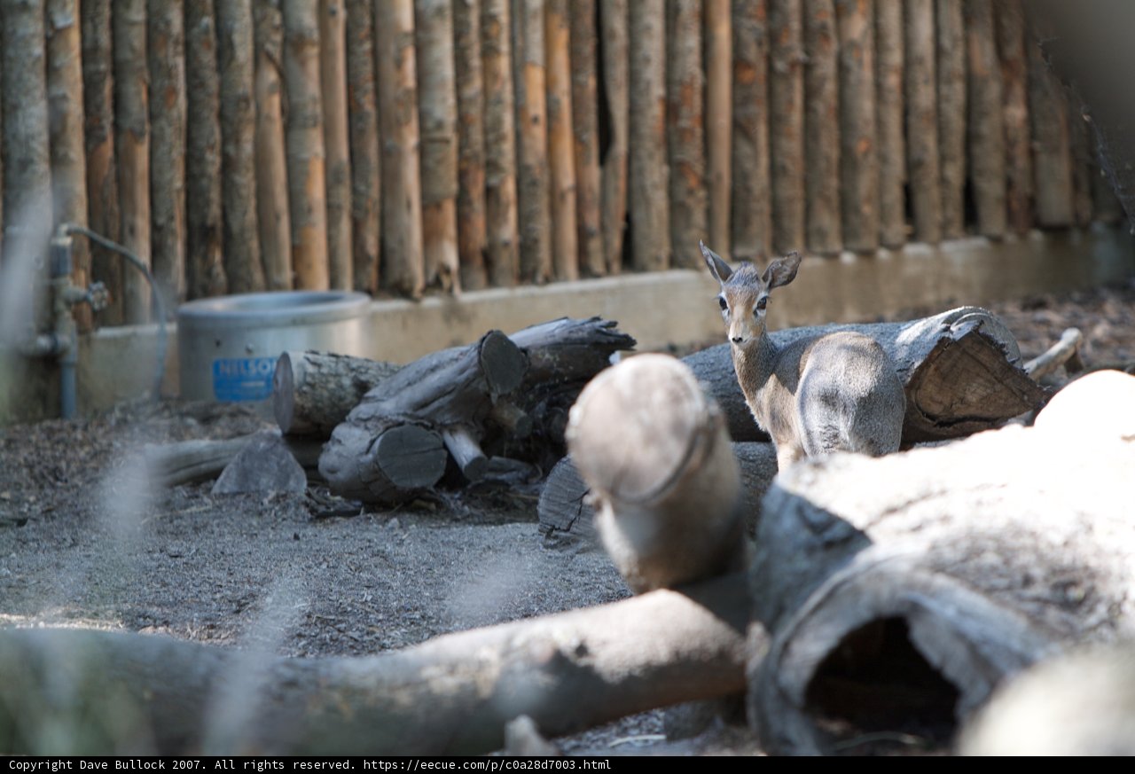 Peaceful Deer in Zoo