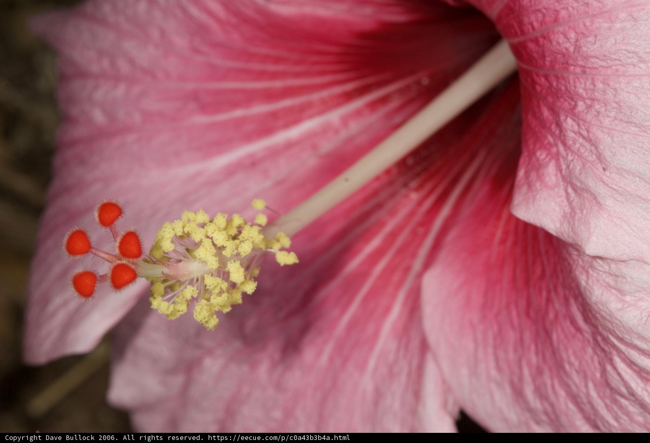 Pink Geranium Flower with Yellow Stamen
