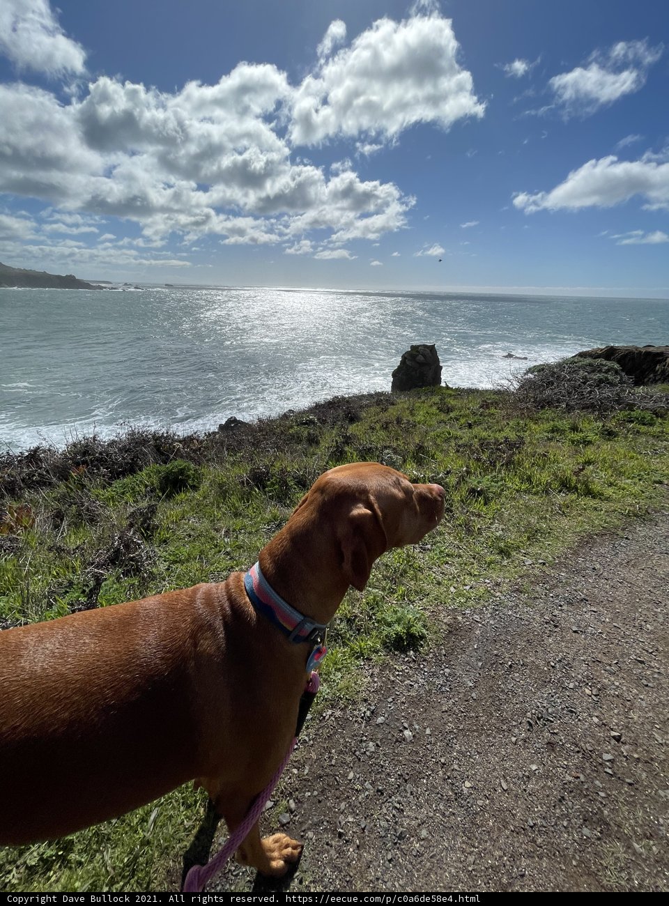 Canine Contemplation on the Coast