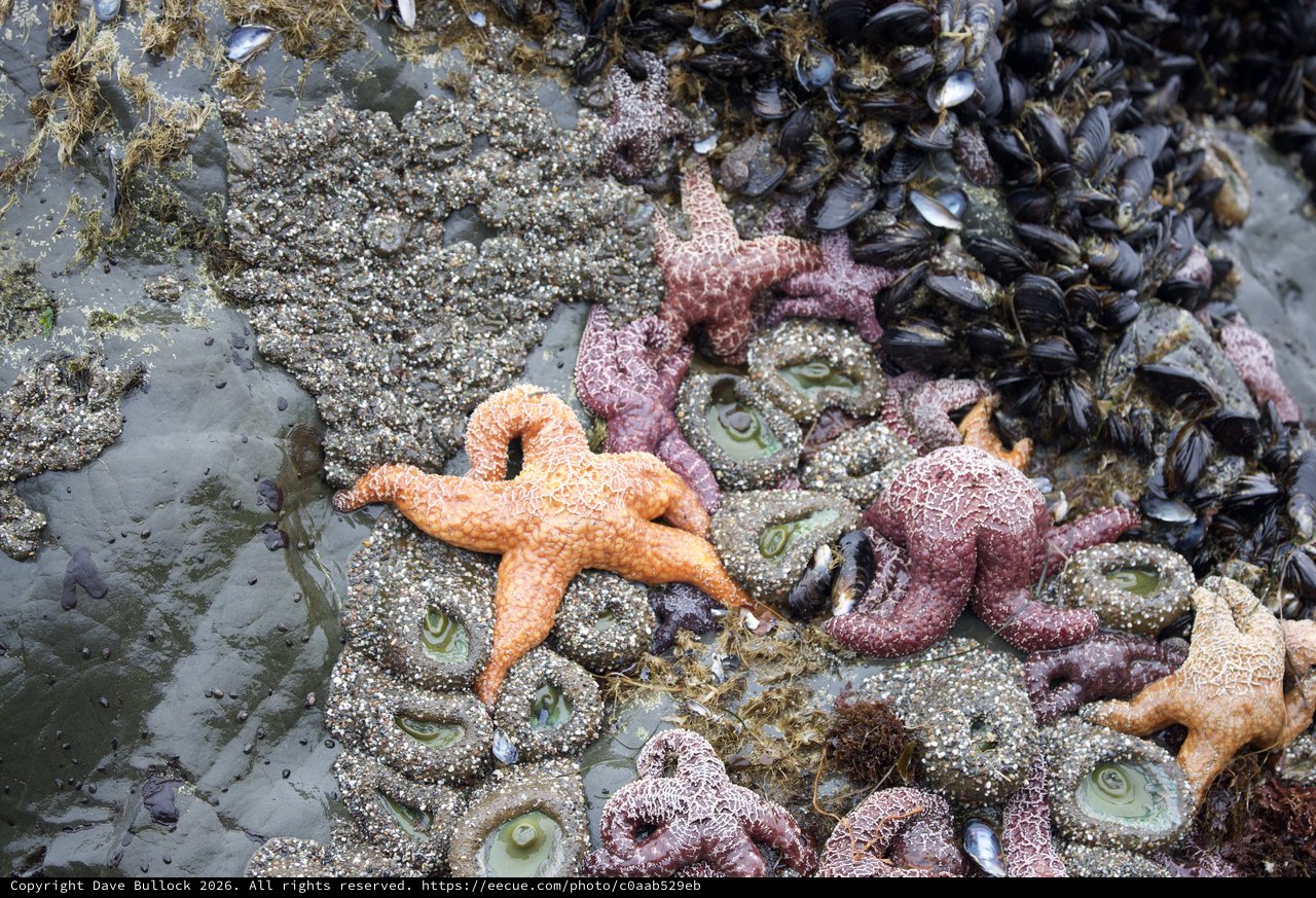 Colorful Sea Stars Clustered on Rocky Tidal Reef