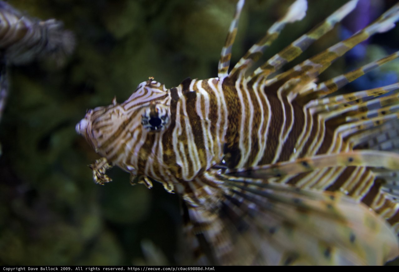 Majestic Lionfish in Aquarium
